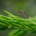 मच्छरों के संभोग के रहस्यों का खुलासा