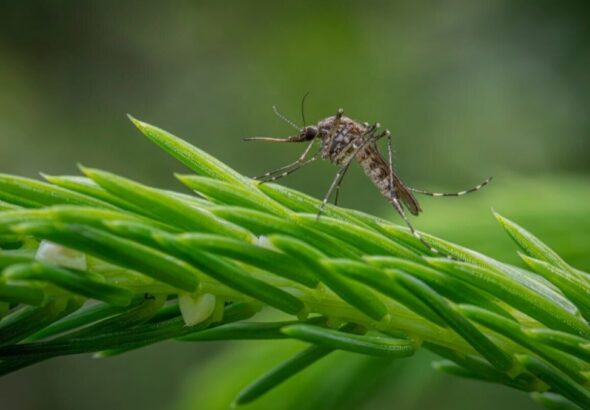 मच्छरों के संभोग के रहस्यों का खुलासा