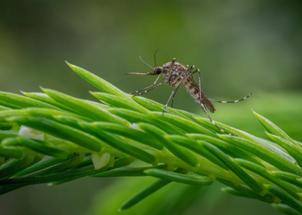 मच्छरों के संभोग के रहस्यों का खुलासा