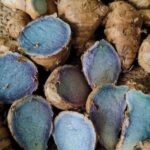 नीली हल्दी: भारत की दुर्लभ नीली चमत्कारी जड़ी-बूटी, जो स्वास्थ्य का खजाना है