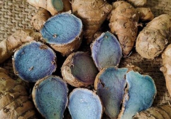 नीली हल्दी: भारत की दुर्लभ नीली चमत्कारी जड़ी-बूटी, जो स्वास्थ्य का खजाना है