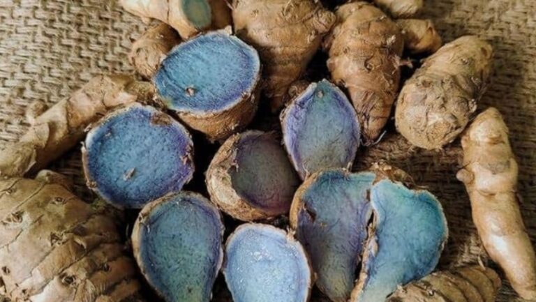 नीली हल्दी: भारत की दुर्लभ नीली चमत्कारी जड़ी-बूटी, जो स्वास्थ्य का खजाना है